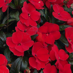 New Guinea Impatiens Impacio Strong Red